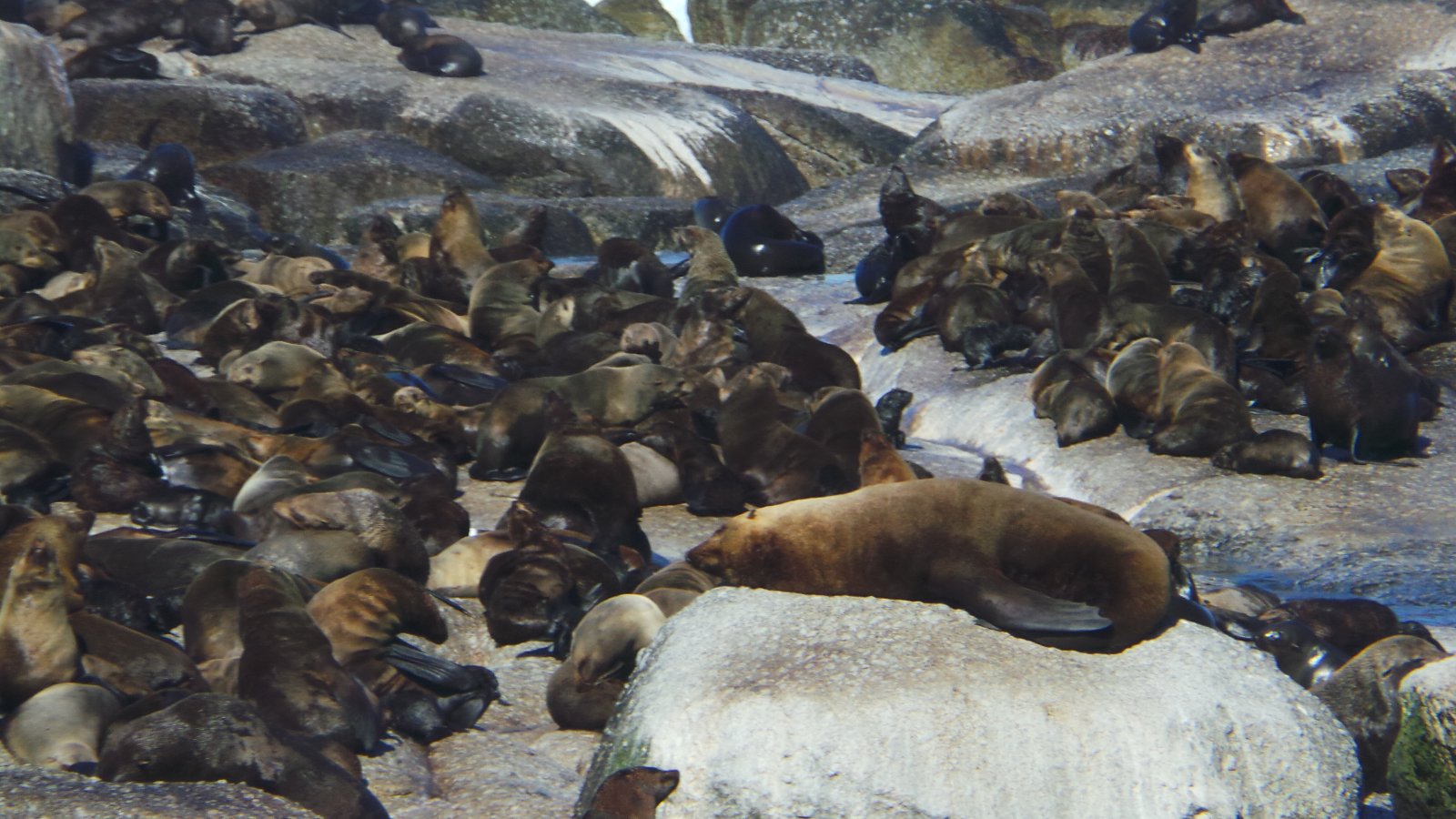 Seal Watching28
